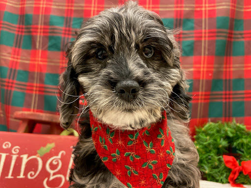 Pet Store «Happiness Is Pets», reviews and photos, 2936 Showplace Dr, Naperville, IL 60564, USA