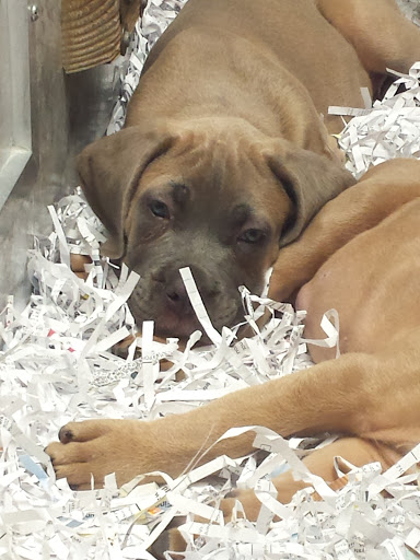 Pet Supply Store «Your Pet Experts», reviews and photos, 1665 State Hill Rd #490, Wyomissing, PA 19610, USA