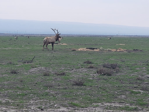 Nature Preserve «Tule Elk Reserve State Natural Reserve», reviews and photos, 8653 Station Rd, Buttonwillow, CA 93206, USA