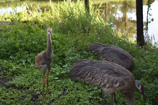 Boat Tour Agency «Alligators Unlimited Airboat Tours», reviews and photos, 14400 Reese Dr, Lake Wales, FL 33898, USA