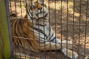 Crown Ridge Tiger Sanctuary image
