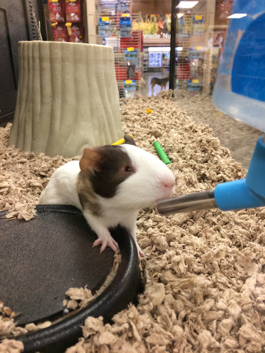 Pet Supply Store «PetSmart», reviews and photos, 1285 Johnson Ferry Rd, Marietta, GA 30068, USA