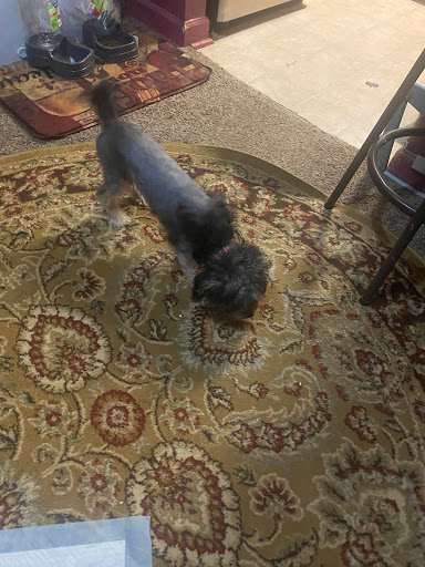 Pet Supply Store «PetSmart», reviews and photos, 1810 Cumming Hwy, Canton, GA 30114, USA