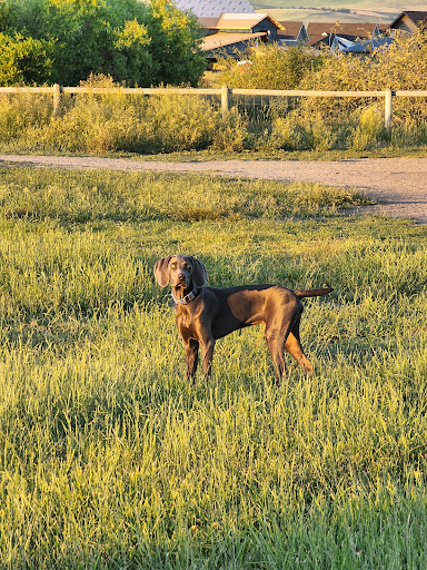 Animal Park «Dog Park At Gallatin County Regional Park (13 Acre w Pond)», reviews and photos, 3900 Baxter Ln, Bozeman, MT 59718, USA