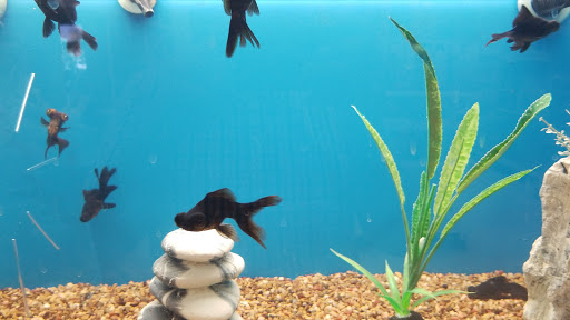 Pet Supply Store «PetSmart», reviews and photos, 1321 W Craig Rd, North Las Vegas, NV 89032, USA