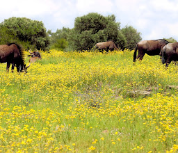 Naval Hill Nature Reserve photo
