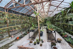 Pak Musimin Orchid Cultivation image
