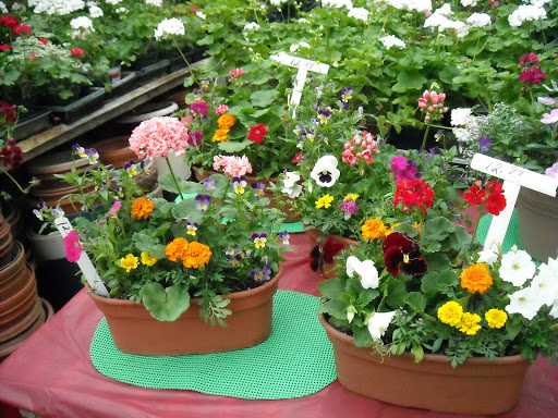 Florist «Ames Greenhouse», reviews and photos, 3011 S Duff Ave, Ames, IA 50010, USA