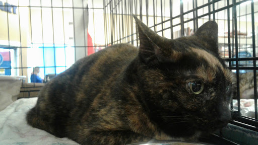 Pet Supply Store «PetSmart», reviews and photos, 5226 S College Rd, Wilmington, NC 28412, USA