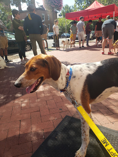 Pet Supply Store «Howl To the Chief», reviews and photos, 733 8th St SE, Washington, DC 20003, USA