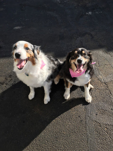 Pet Boarding Service «The Dog Stop Plus», reviews and photos, 2640 Carnegie Ave, Cleveland, OH 44115, USA