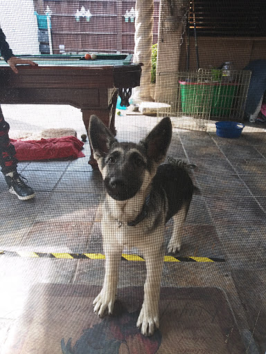 Pet Supply Store «Petco Animal Supplies», reviews and photos, 31090 Dyer St, Union City, CA 94587, USA