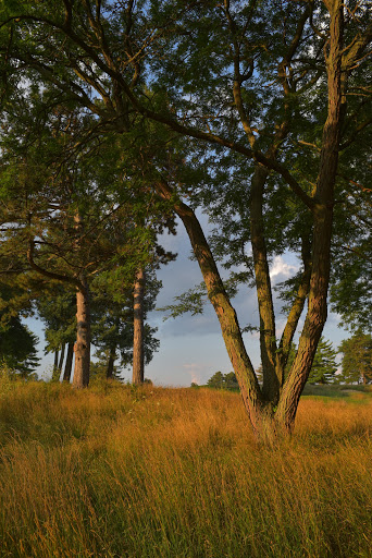 Golf Course «University of Michigan Golf Course», reviews and photos, 500 E Stadium Blvd, Ann Arbor, MI 48104, USA