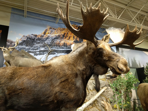 Outdoor Sports Store «Field & Stream», reviews and photos, 1501 Sentinel Dr Ste B, Chesapeake, VA 23320, USA