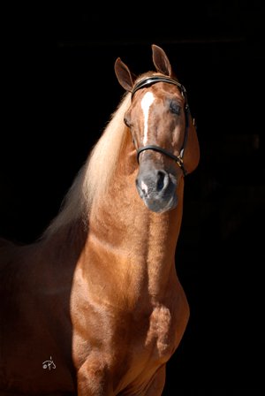 Horse breeder Fontana