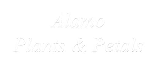 Florist «Alamo Plants & Petals», reviews and photos, 119 W Sunset Rd, San Antonio, TX 78209, USA