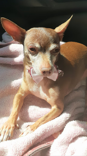 Pet Supply Store «PetSmart», reviews and photos, 1196 W Olive Ave, Merced, CA 95348, USA