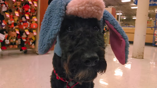 Pet Supply Store «PetSmart», reviews and photos, 13000 Aurora Ave N, Seattle, WA 98133, USA