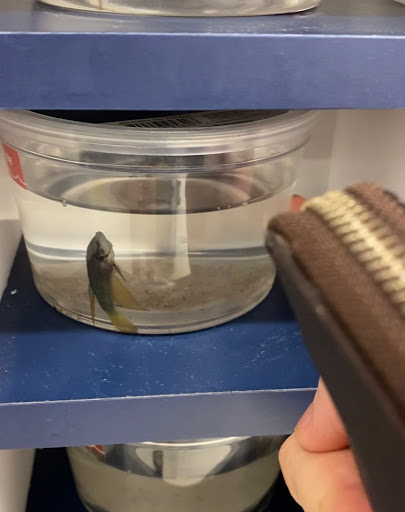 Pet Supply Store «Petco Animal Supplies», reviews and photos, 848 N Colony Rd c, Wallingford, CT 06492, USA