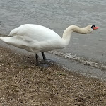 Photo n°3 de l'avis de U..c fait le 01/05/2022 à 13:55 sur le  Hotel Gasthof Hörterer Der Hammerwirt à Siegsdorf