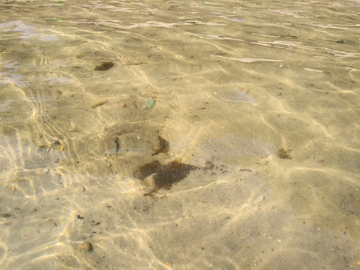 State Park «Myles Standish State Forest», reviews and photos, 194 Cranberry Rd, Carver, MA 02330, USA