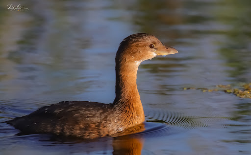 Nature Preserve «Lake Apopka Wildlife Drive», reviews and photos, 2803 Lust Rd, Apopka, FL 32703, USA