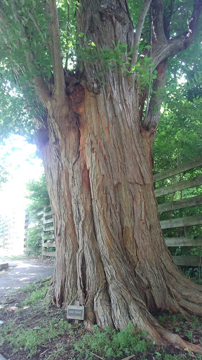 Park «Cherokee Trail Of Tears Commemorative Park», reviews and photos, 100 E 9th St, Hopkinsville, KY 42240, USA