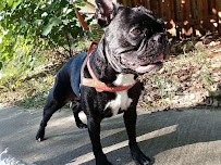 Boulder Pet Pros - Photo 9 - Car repair in , Boulder