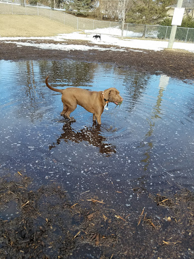 Dog Park «Bassett Creek Dog Park», reviews and photos, 32nd Ave N, Crystal, MN 55422, USA