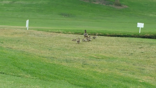 Public Golf Course «Lomas Santa Fe Exec Golf Course», reviews and photos, 1580 Sun Valley Rd, Solana Beach, CA 92075, USA