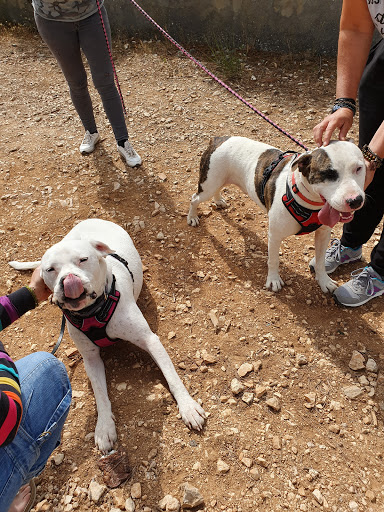 Adoptions d'animaux domestiques à Marseille