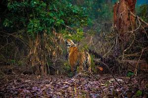Wildlife photography tours -Naturographers image