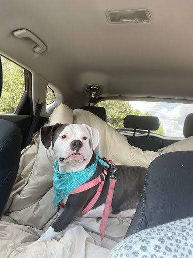 Pet Groomer «Furry Tails Pet Grooming», reviews and photos, 865 Cypress Pkwy, Poinciana, FL 34759, USA