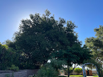 Lopez Tree Trimming Services - Photo 5 - Car repair in , Oxnard