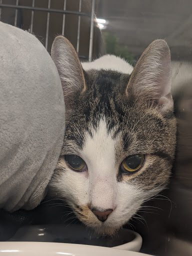 Pet Supply Store «PetSmart», reviews and photos, 8287 W Golf Rd, Niles, IL 60714, USA