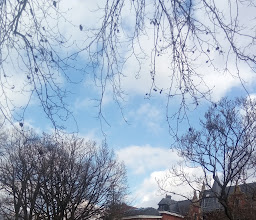 Ringeltaube – Wohnen wie zu Hause photo