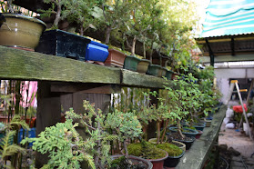 Jardin Orathai bonsai Concepción