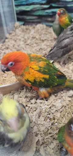 Flea Market «Parkland Flea Market & Restaurant», reviews and photos, 4994 Murfreesboro Rd, Lebanon, TN 37090, USA