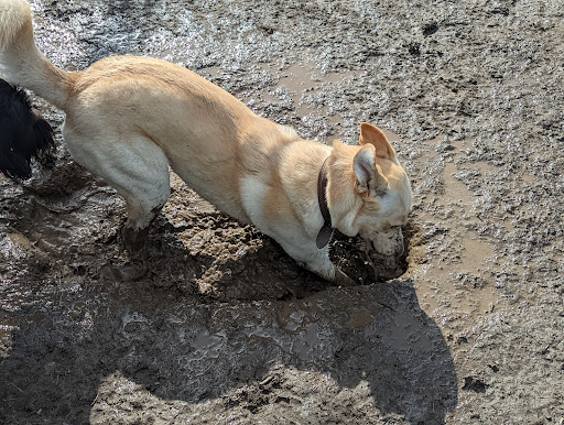 Dog Park «Hazeldale Park/ Dog park», reviews and photos, SW Farmington Rd, Aloha, OR 97007, USA