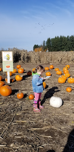 Pumpkin Patch «Rutledge Corn Maze LLC», reviews and photos, 302 93rd Ave SE, Olympia, WA 98501, USA