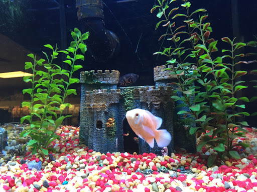 Pet Store «Petland Village of East Side», reviews and photos, 6401 Penn Ave, Pittsburgh, PA 15206, USA