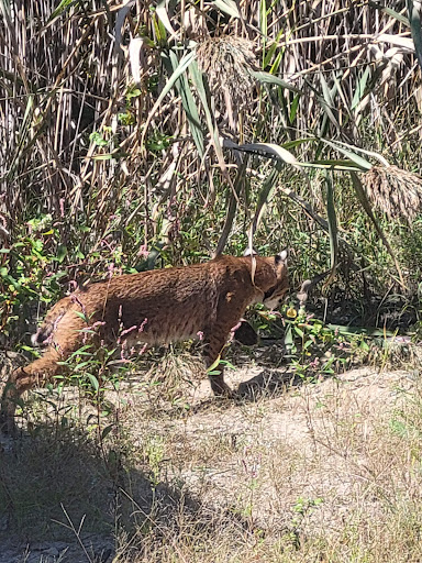 Pet Supply Store «Petco Animal Supplies», reviews and photos, 1065 Kennedy Rd, Windsor, CT 06095, USA