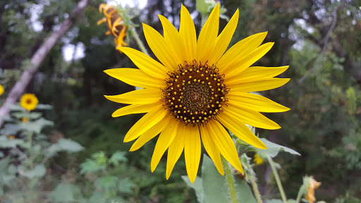 Park «Russell Creek Park», reviews and photos, 3500 McDermott Rd, Plano, TX 75025, USA