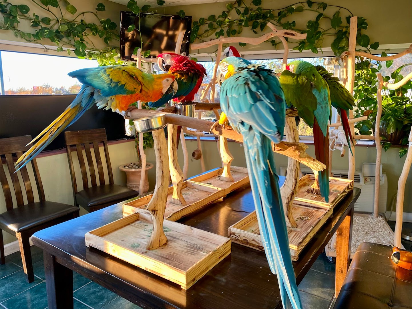 Macaw Kingdom