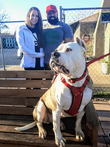 Animal Protection Organization «Humane Society of Dallas County/Dog and Kitty City», reviews and photos