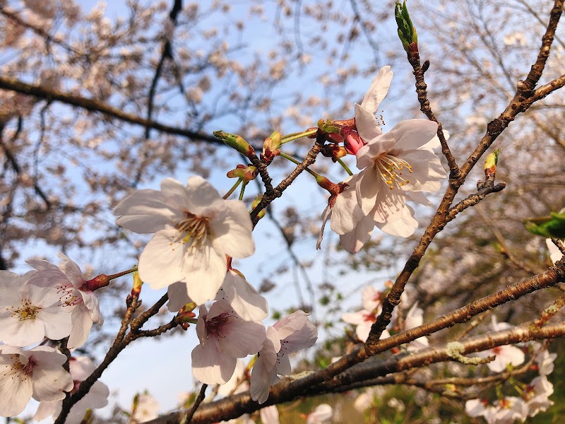 緑ヶ丘公園