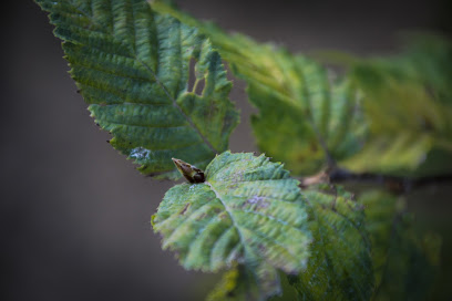 PRIVACY TREES - LEIBOMEN Wintergroene leibomen, leibomen groenblijvend en bladverliezend