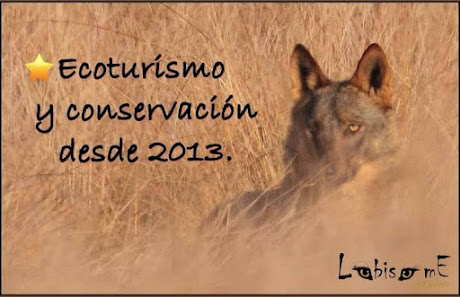 Lobisome Naturaleza. Ecoturismo con lobo ibérico. C. Fragua Cional, 1D, 49563 Cional, Zamora, España