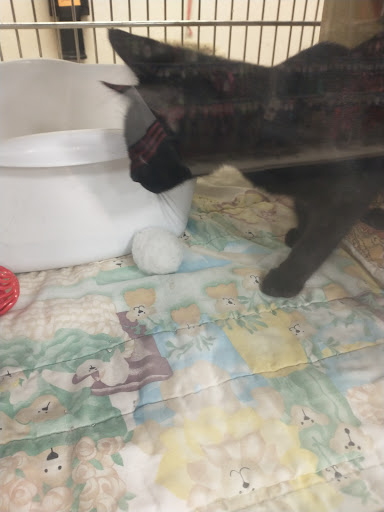 Pet Supply Store «PetSmart», reviews and photos, 9960 N 91st Ave, Peoria, AZ 85345, USA