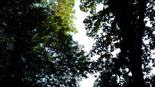 Park «Orchard Park», reviews and photos, 20900 NW Amberwood Dr, Hillsboro, OR 97124, USA